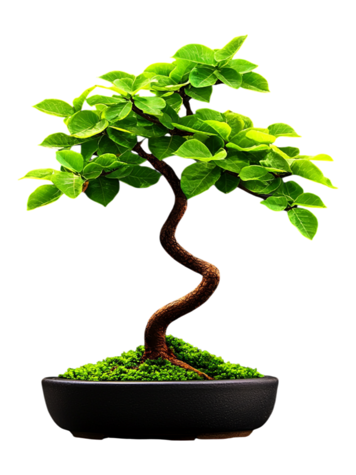 Elegant Bonsai Tree with Lush Green Leaves in Black Pot png