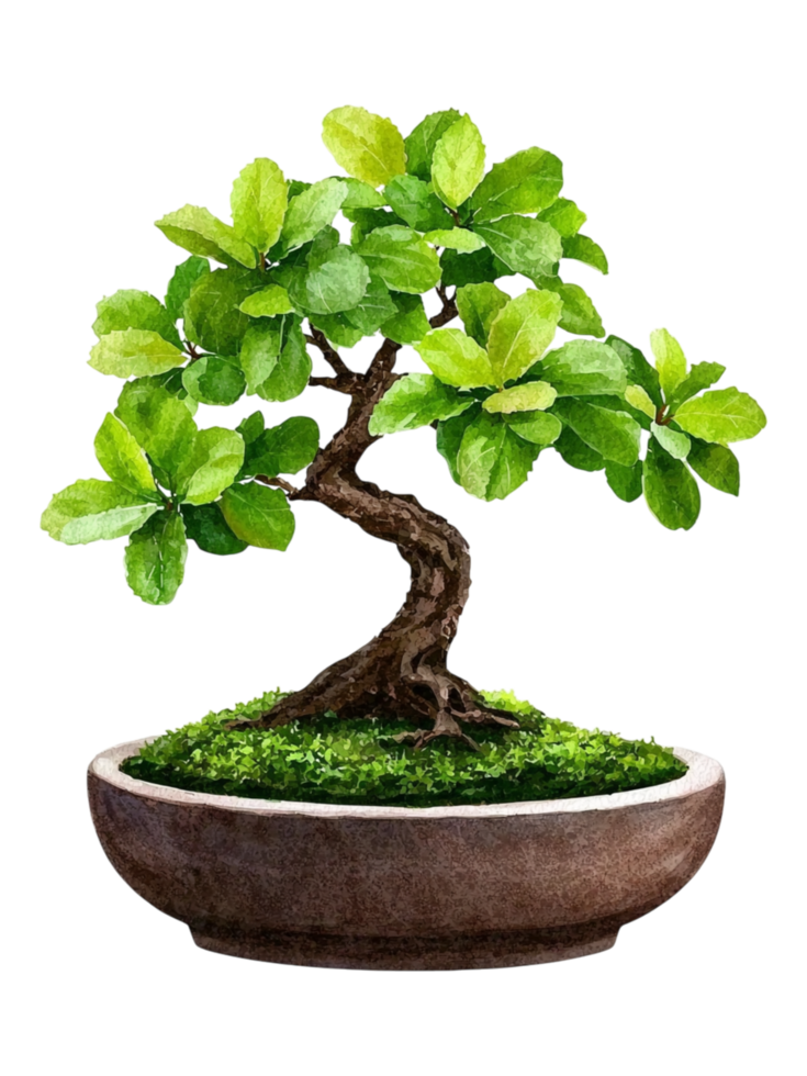 Lush Green Bonsai Tree with Curved Trunk in Elegant Pot png