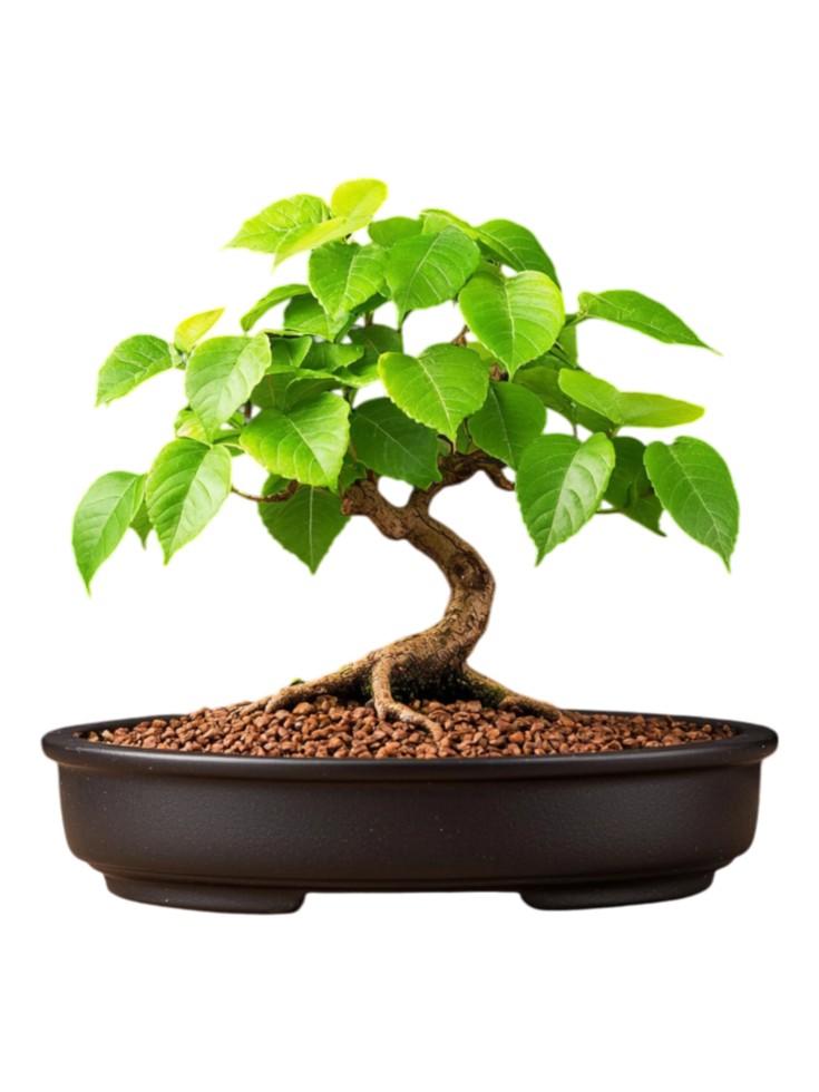 Elegant Potted Bonsai Tree with Vibrant Green Leaves on Display png