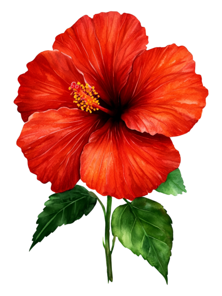 Vibrant Red Hibiscus Flower with Green Leaves png