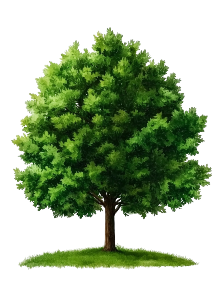 Lush Green Tree with Vibrant Foliage on a Sunny Day png