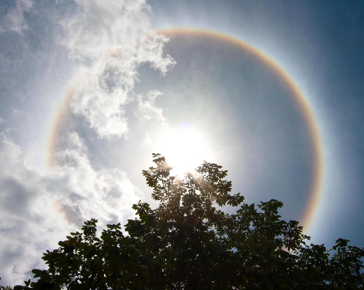 A rainbow halo is seen in the sky above a tree photo