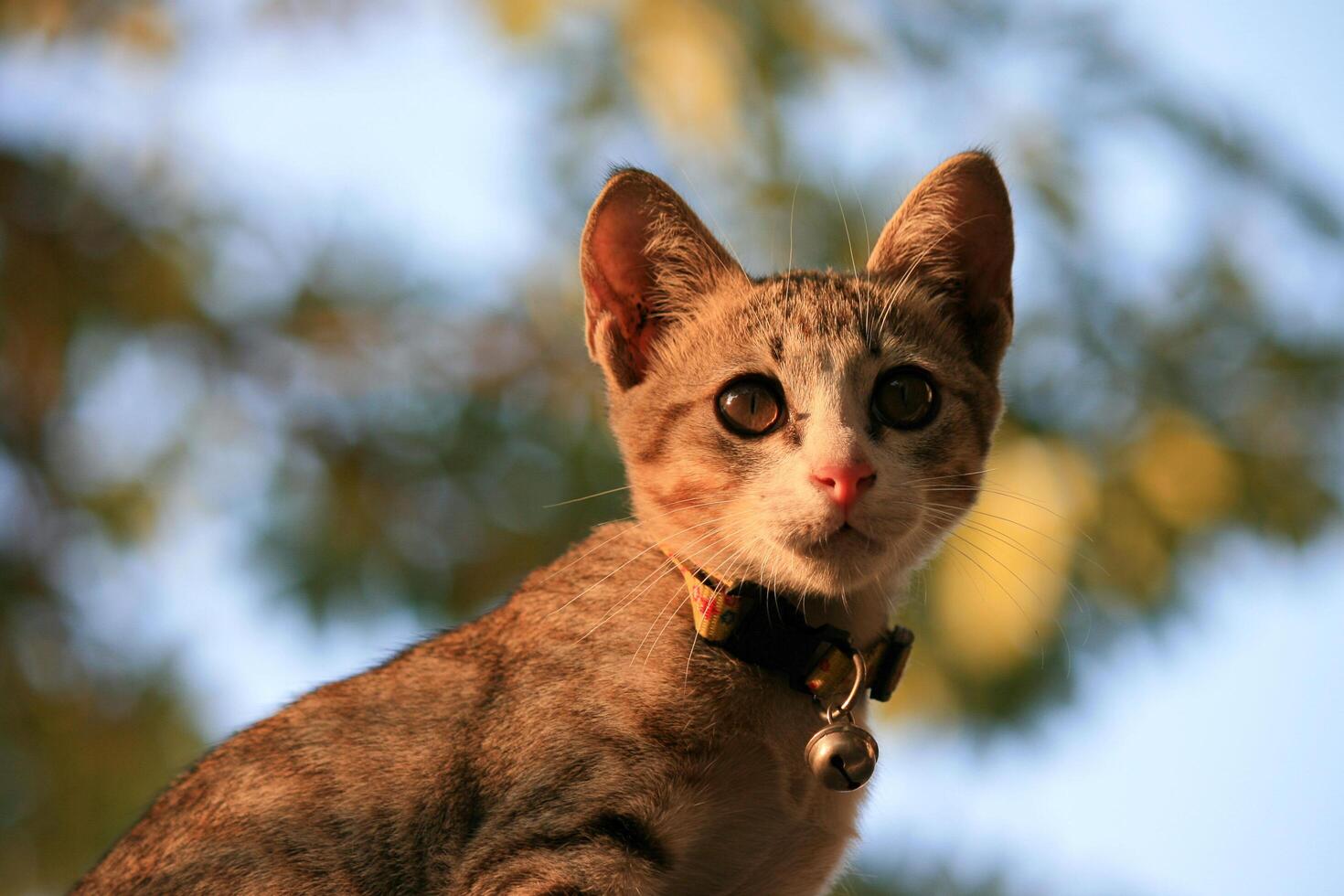 A cat with a collar on a tree photo