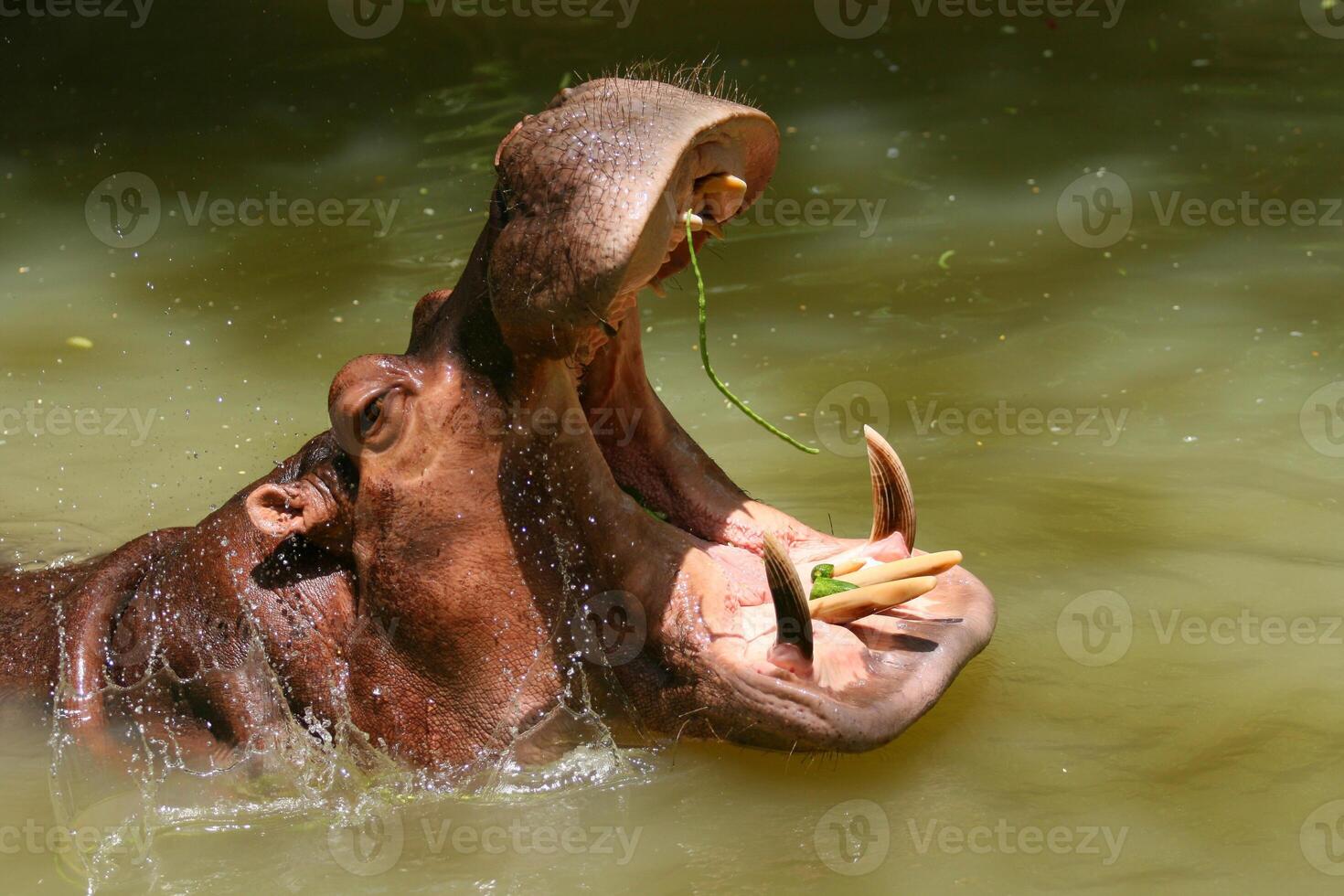 A hippo is in the water with its mouth open photo