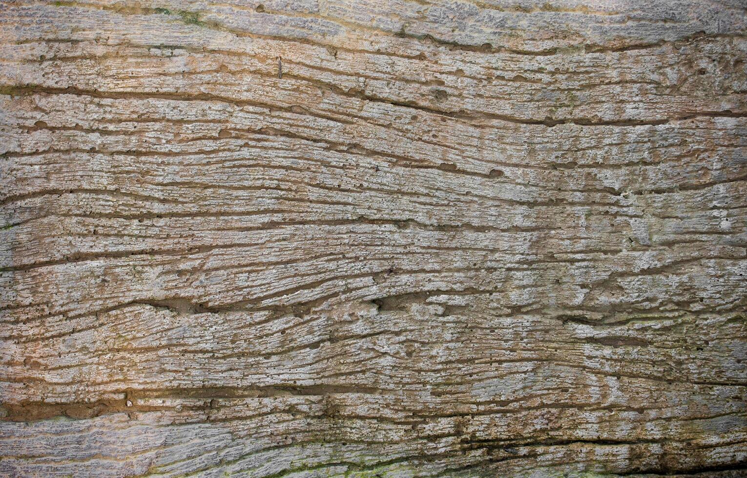 A close up of a tree trunk with a wood texture photo