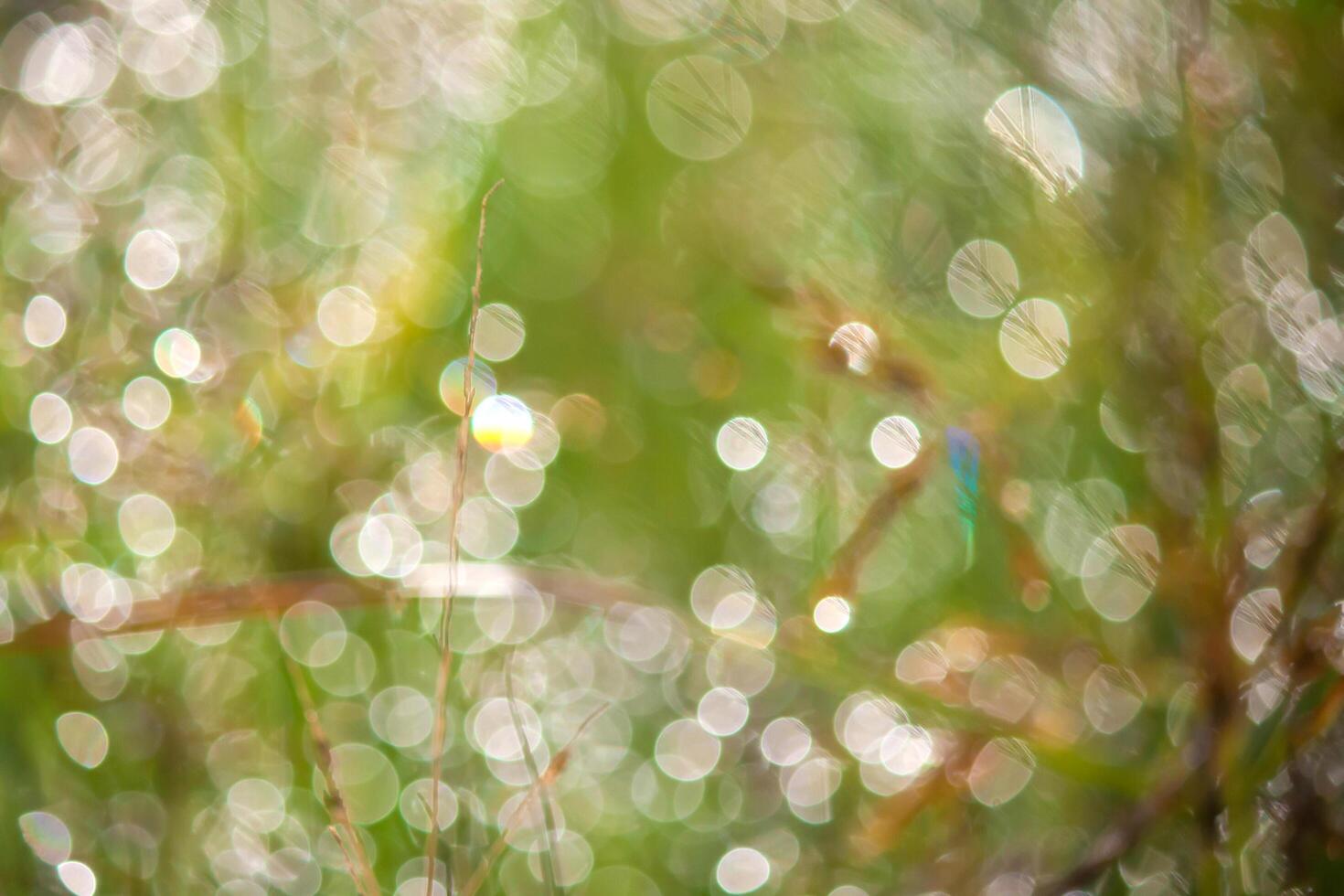 A blurry image of grass and water photo