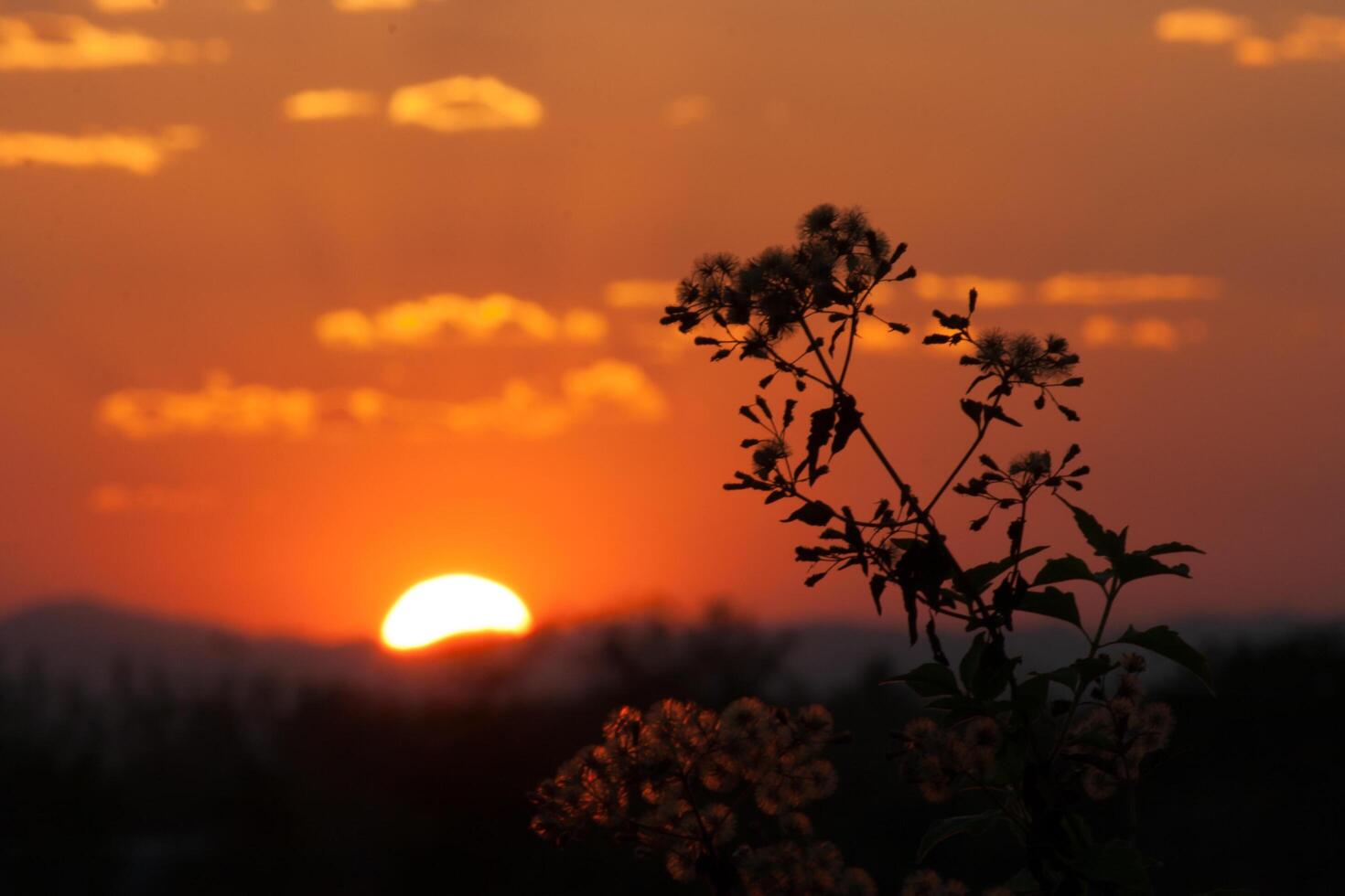A sunset with a flower in the foreground photo