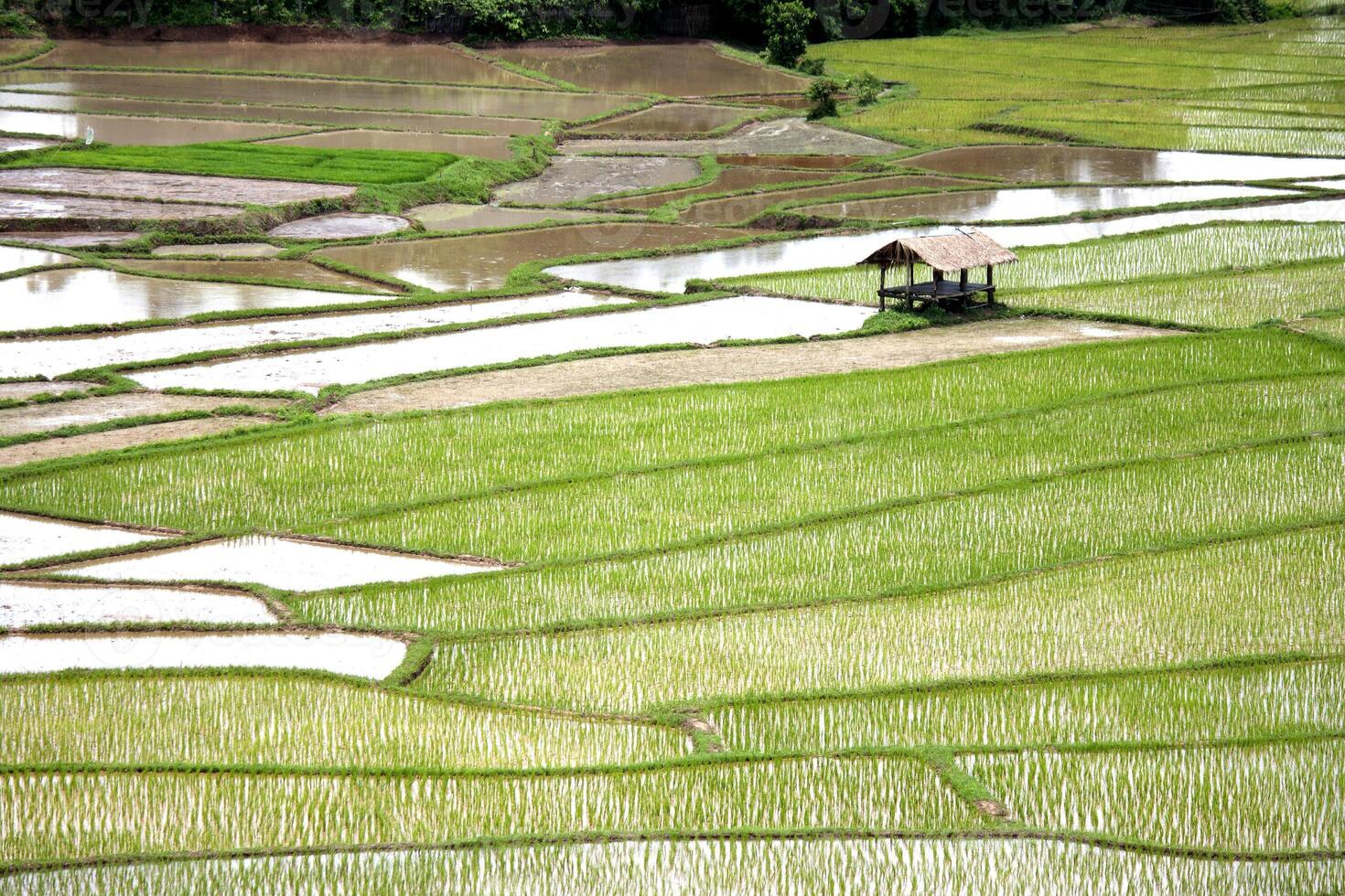 A view of a rice field with a hut in the middle photo