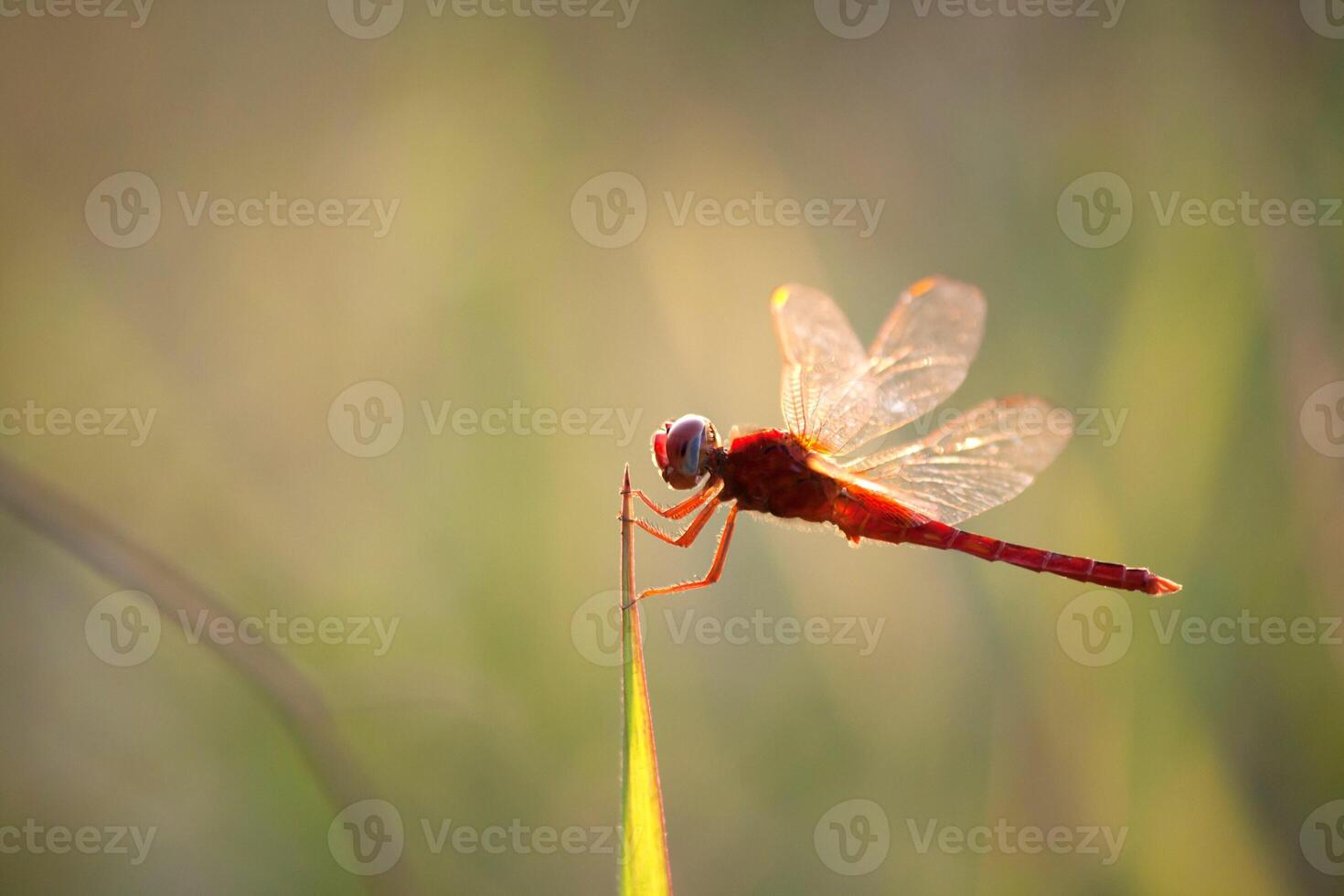 A red dragonfly on a blade of grass photo