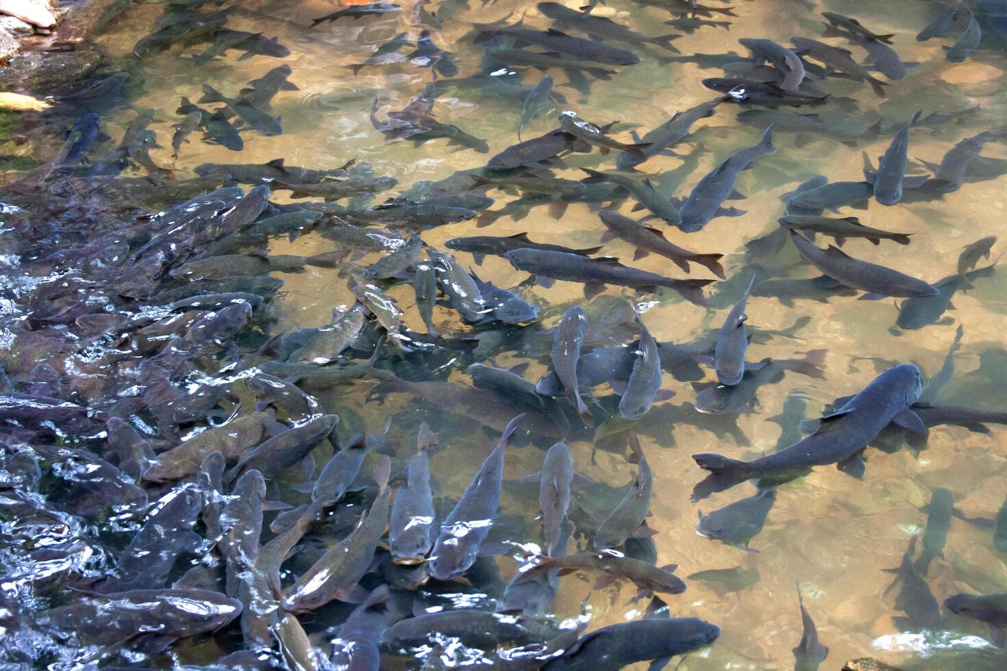 A group of fish swimming in a pond photo