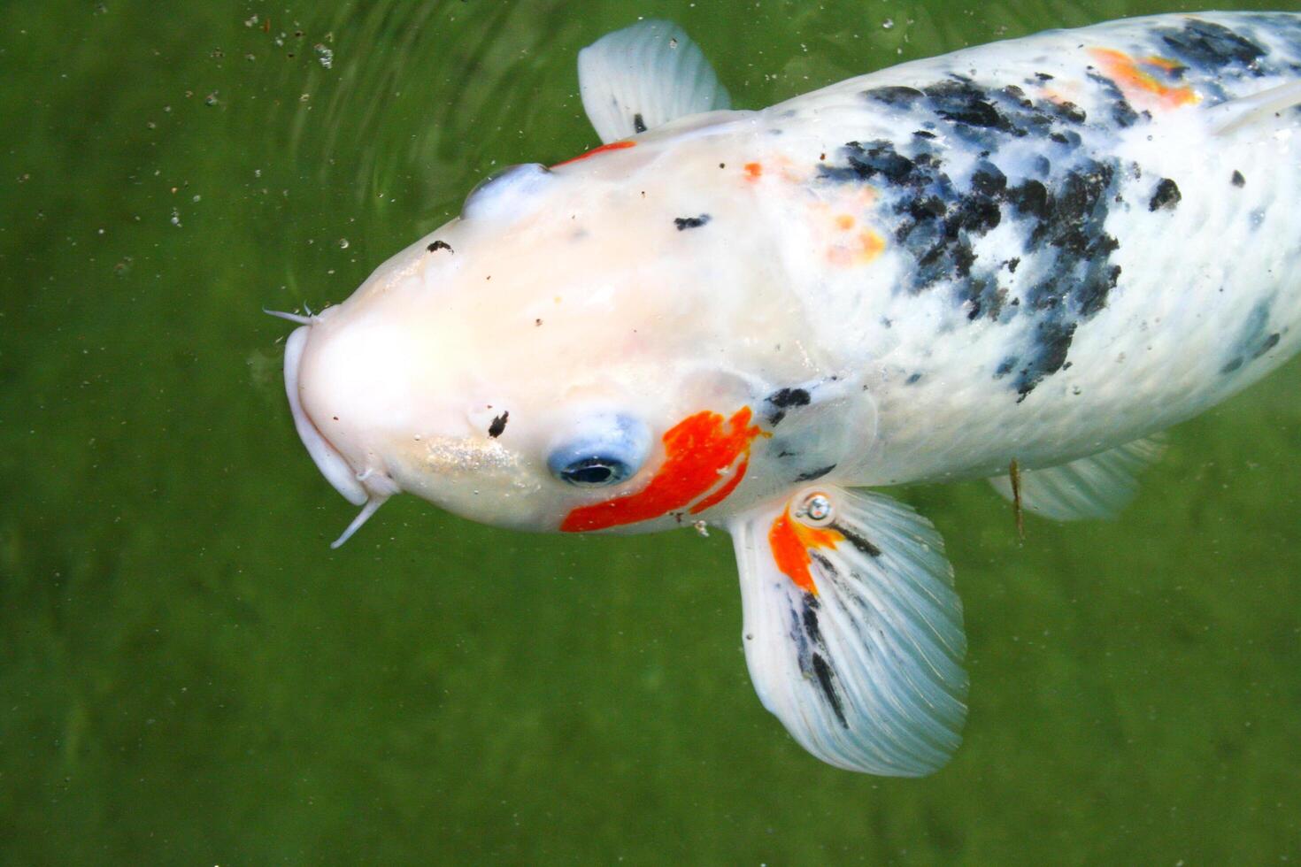 A close up of a koi fish swimming in water photo