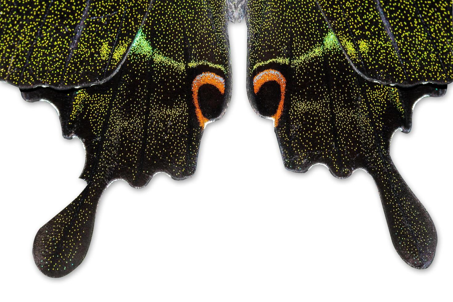A butterfly with black wings and orange eyes photo