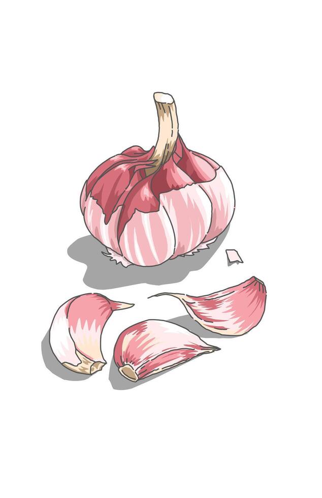 Beautiful Herbskitchen onion garlic with a red issolated on white vector