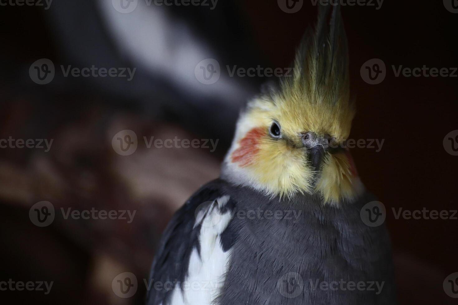 Portrait of a male cockatiel with dark background photo