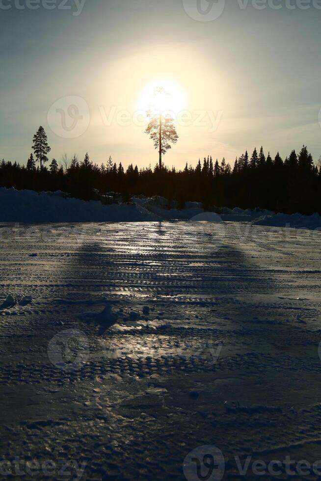 Backlit image of tree with reflections on frozen ground photo
