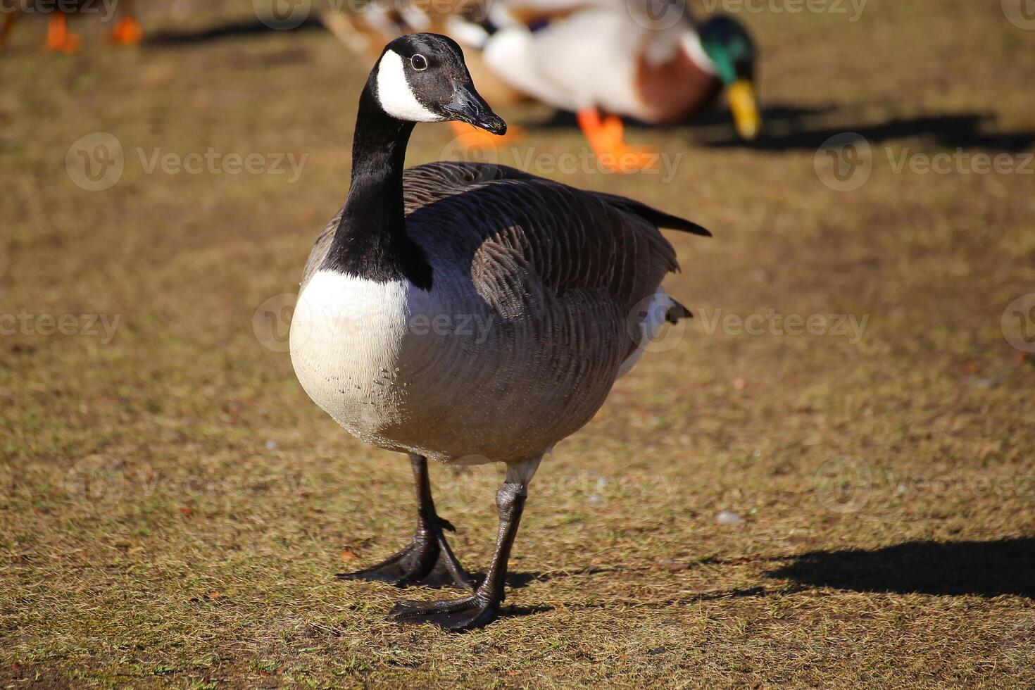Canada goose Branta canadensis in the sunlight photo