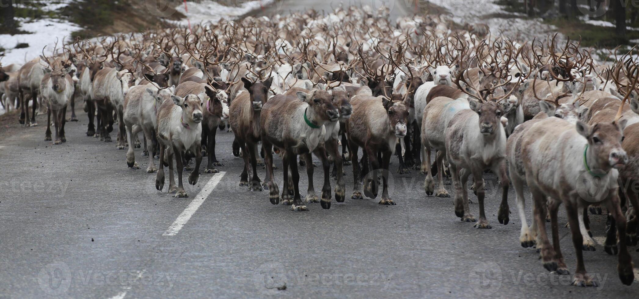 Large herd of reindeer on the street in Scandinavia photo