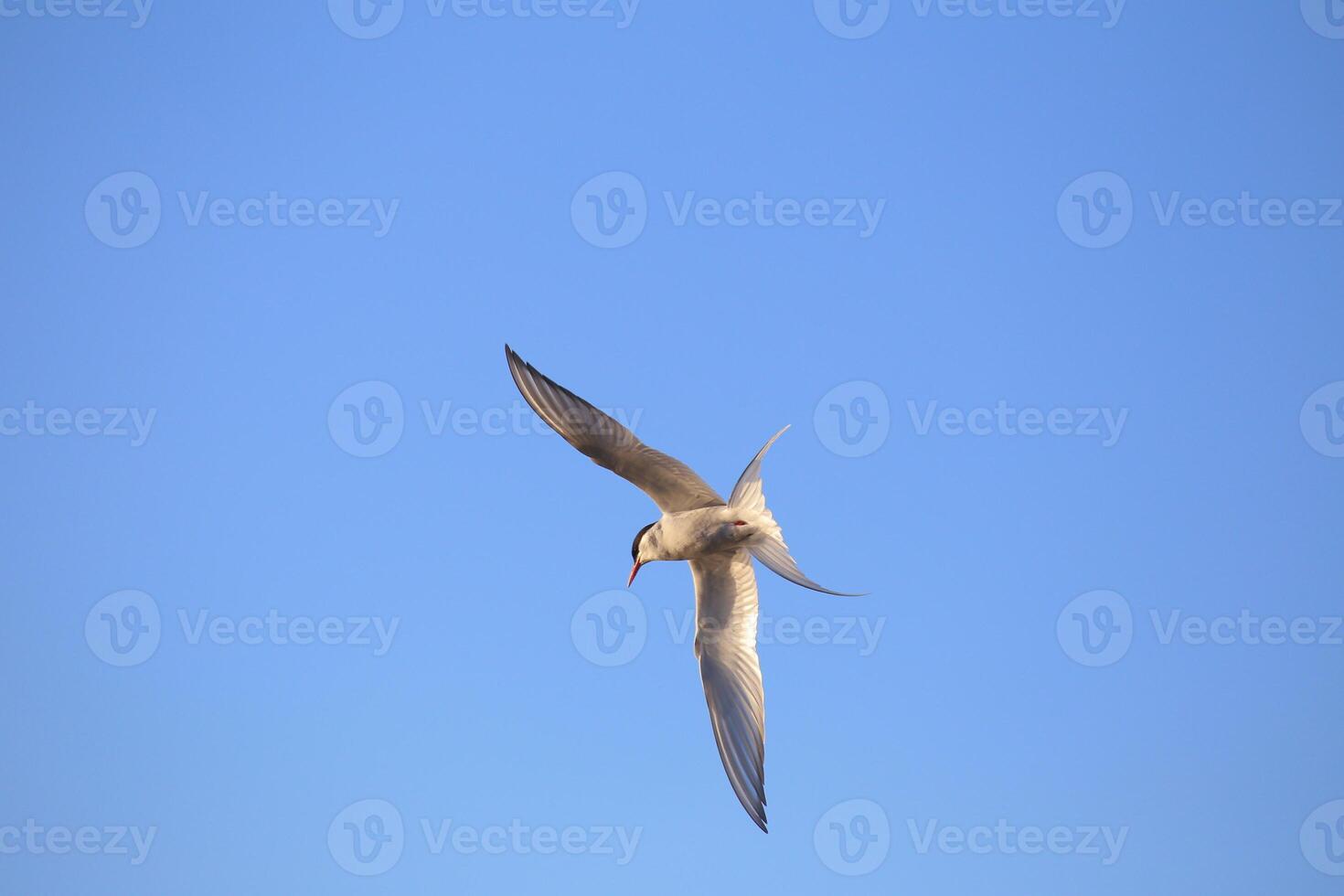 In-flight shot of the Sterna paradisaea, the arctic tern photo