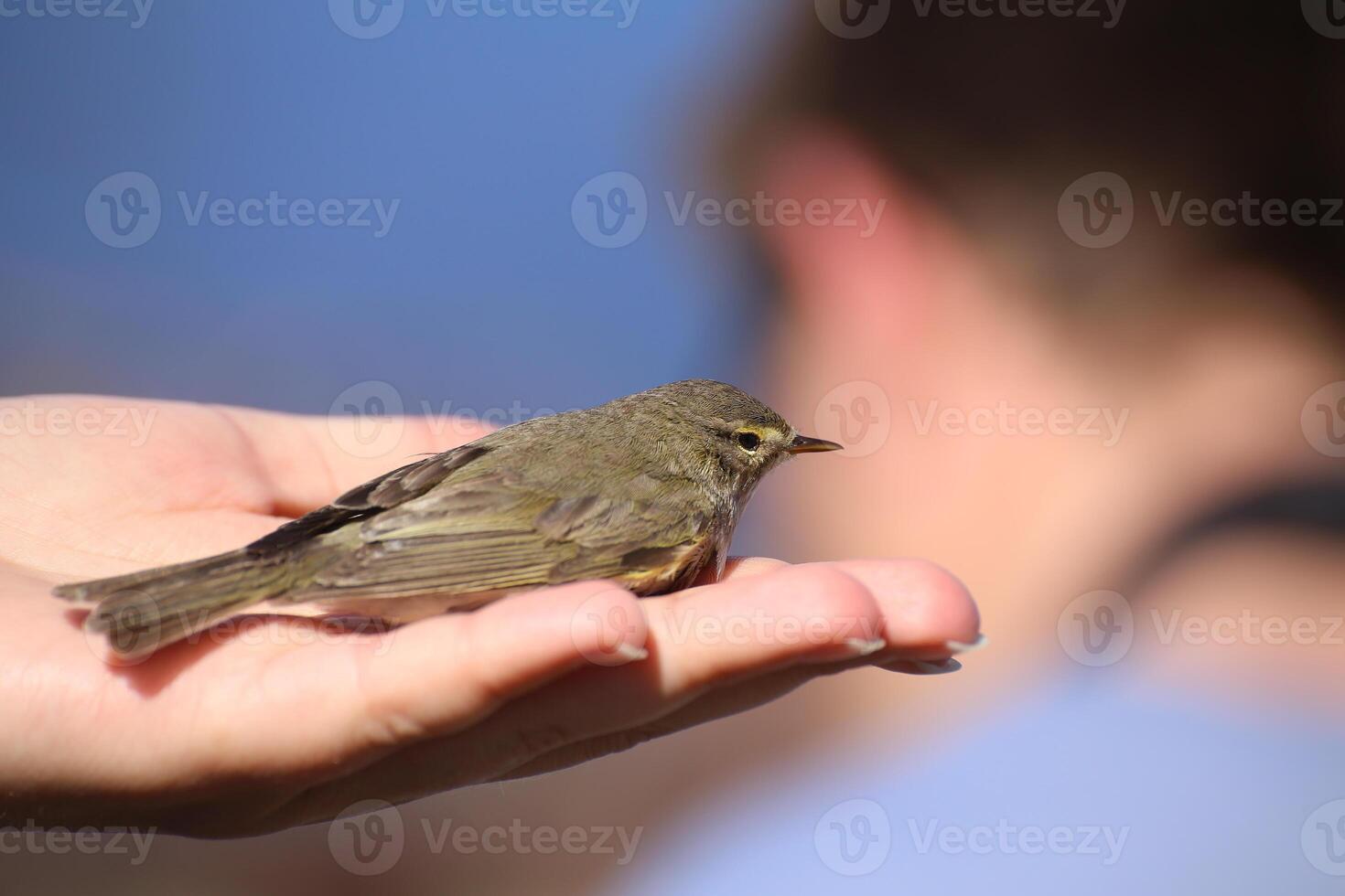 Phylloscopus trochilus, the Willow warbler, sitting in hand photo