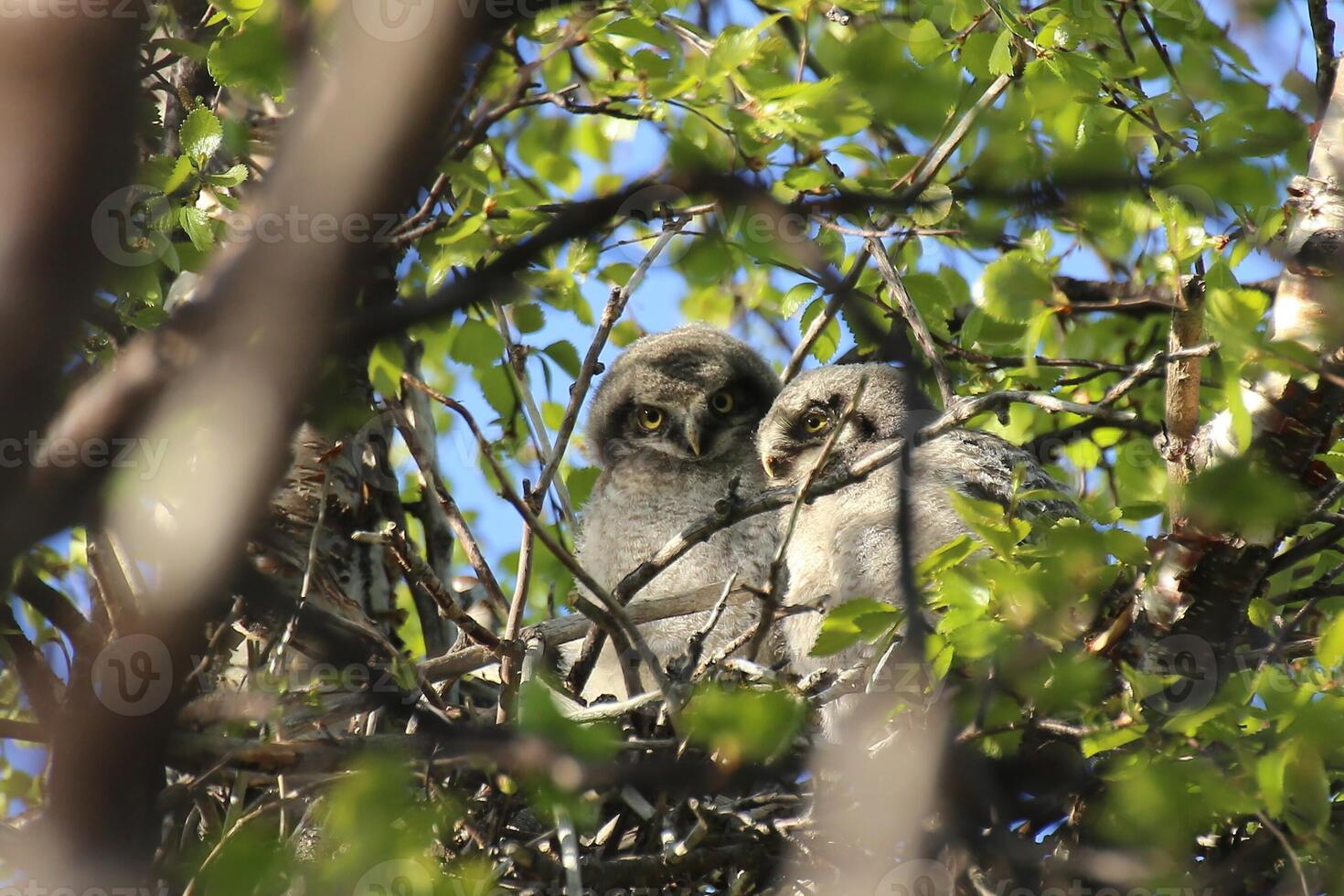 Two Northern Hawk-Owls Surnia ulula sitting in nest photo