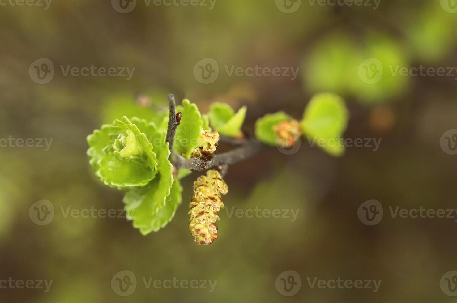 Leaves and catkins of Betula nana, the dwarf birch photo