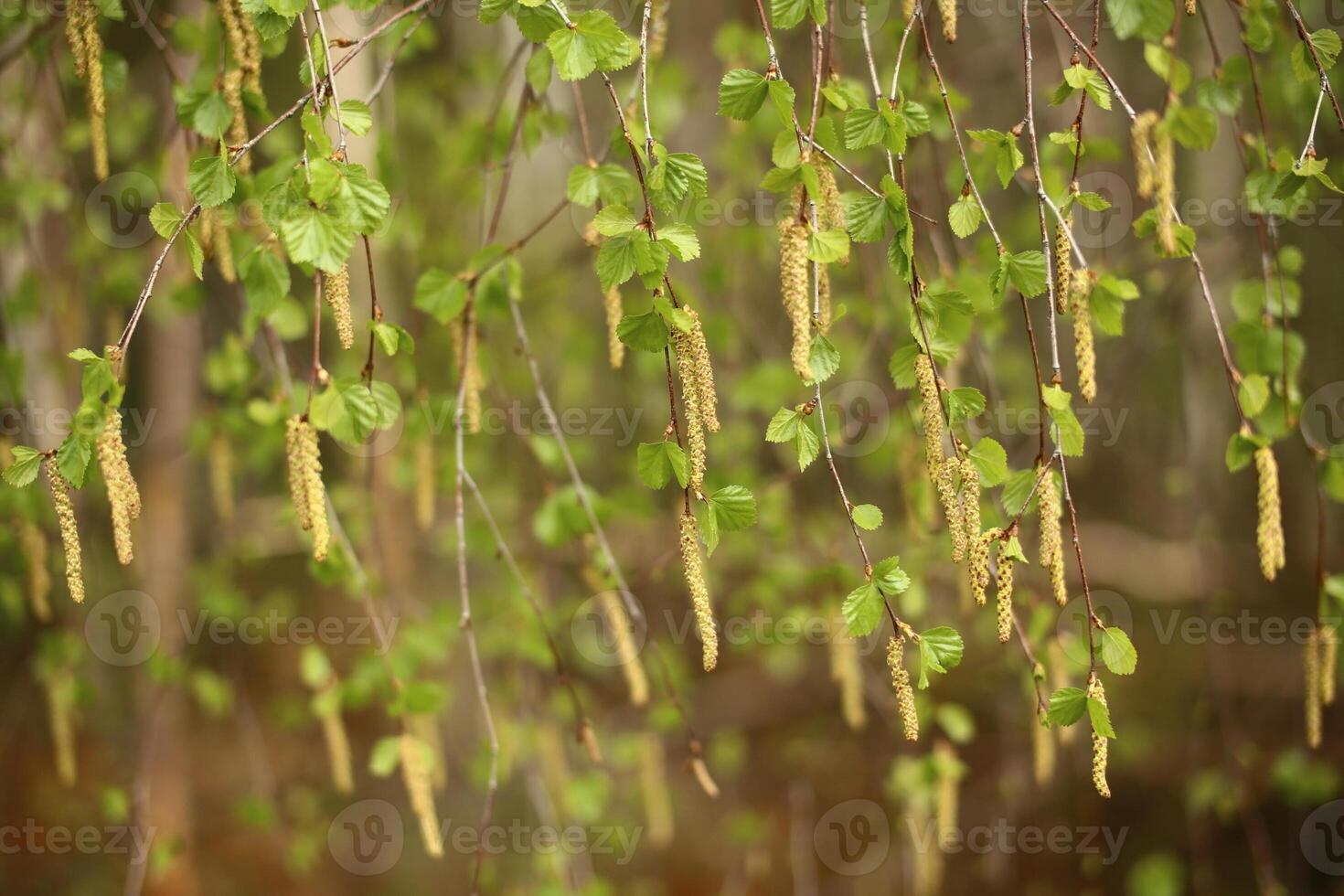 Curtain of leaves and catkins of Betula pendula, the European white birch photo