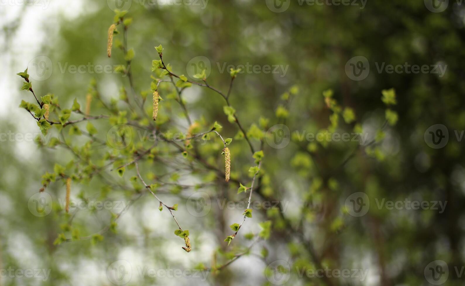 Leaves and catkins of Betula pendula, the European white birch photo