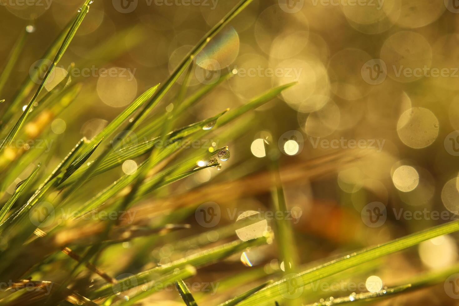 Morning dew on grass blades in warm sunlight photo