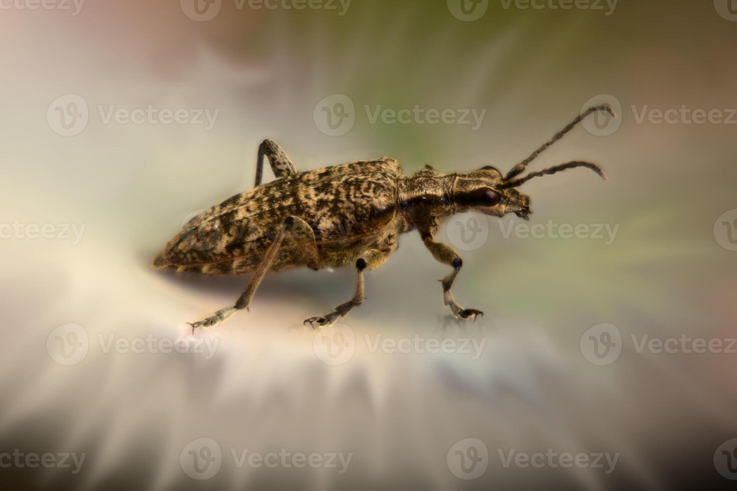 Macro shot of Rhagium inquisitor Ribbed pine borer with blurry surrounding effect photo