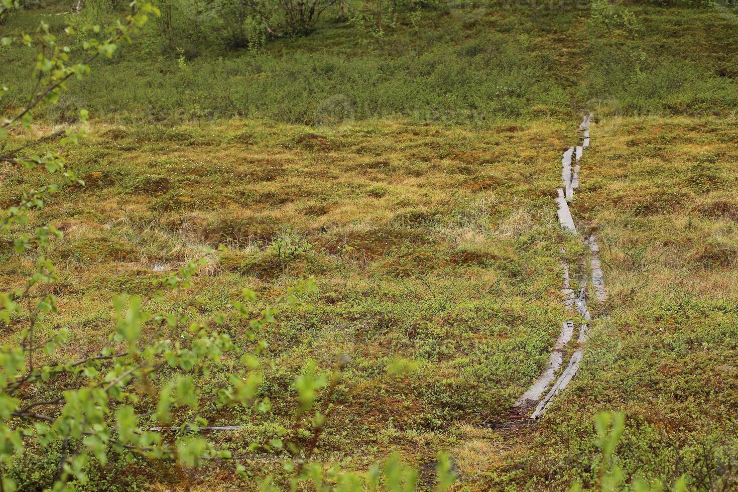 Bog with lath path at Nikkaluokta in Sweden on a rainy day photo