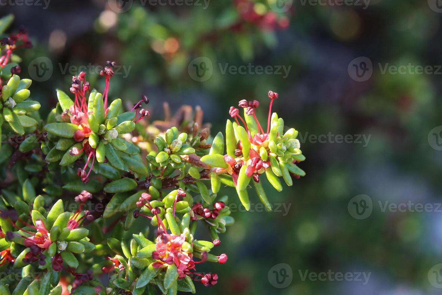 Macro of blossoms of Empetrum nigrum, the crowberry photo