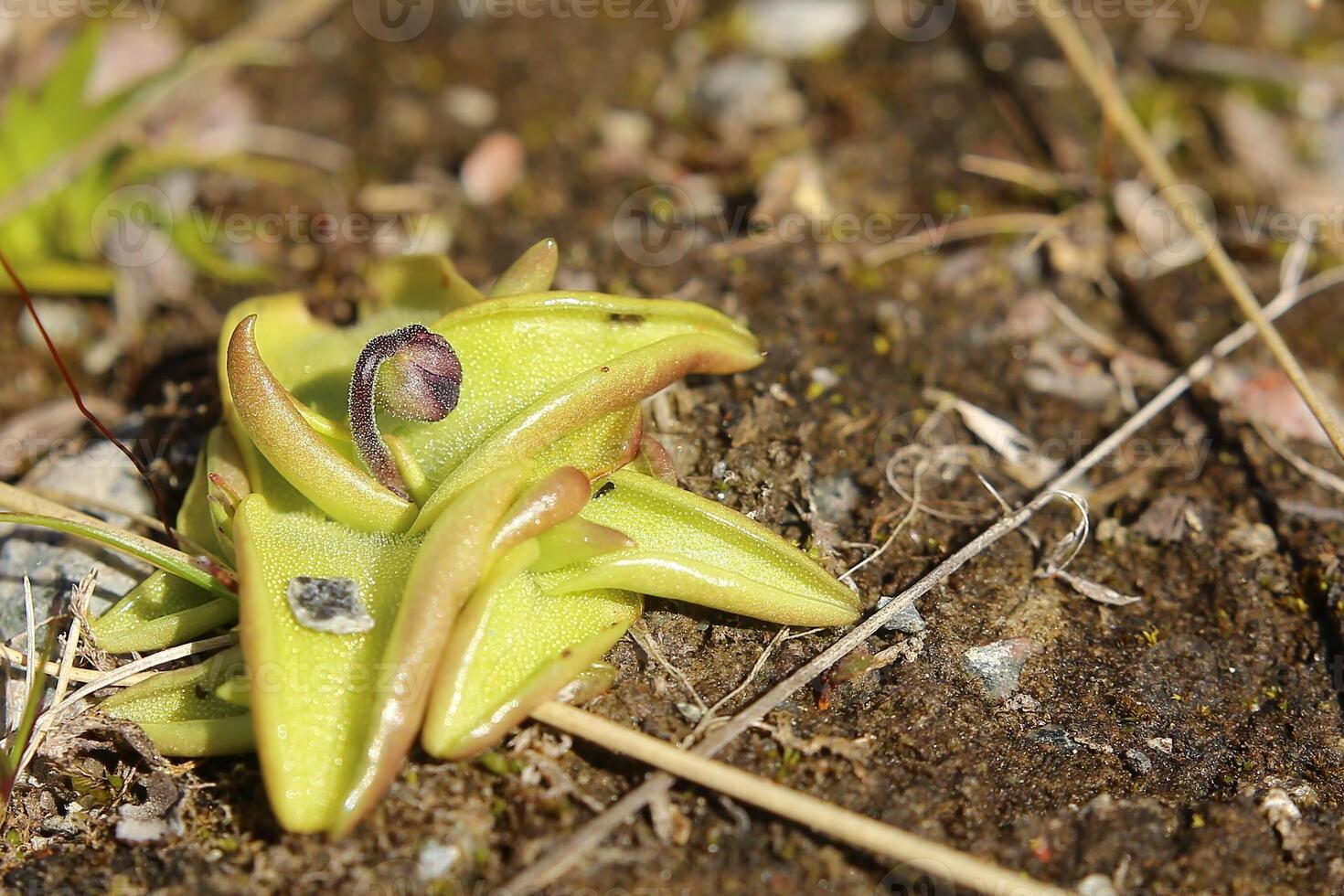 Early bud of Pinguicula vulgaris, the Common butterwort photo