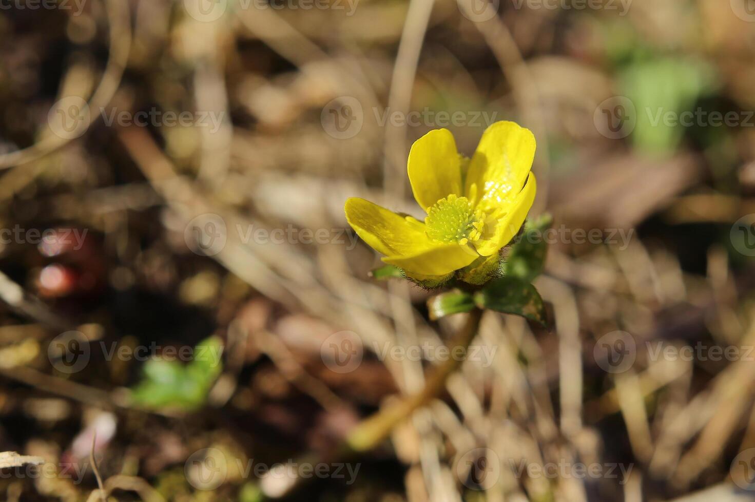 Ranunculus nivalis, the Snow buttercup, with flower photo