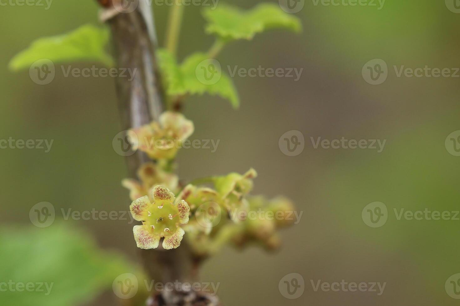 Ribes spicatum, a species of currants, with flowers photo