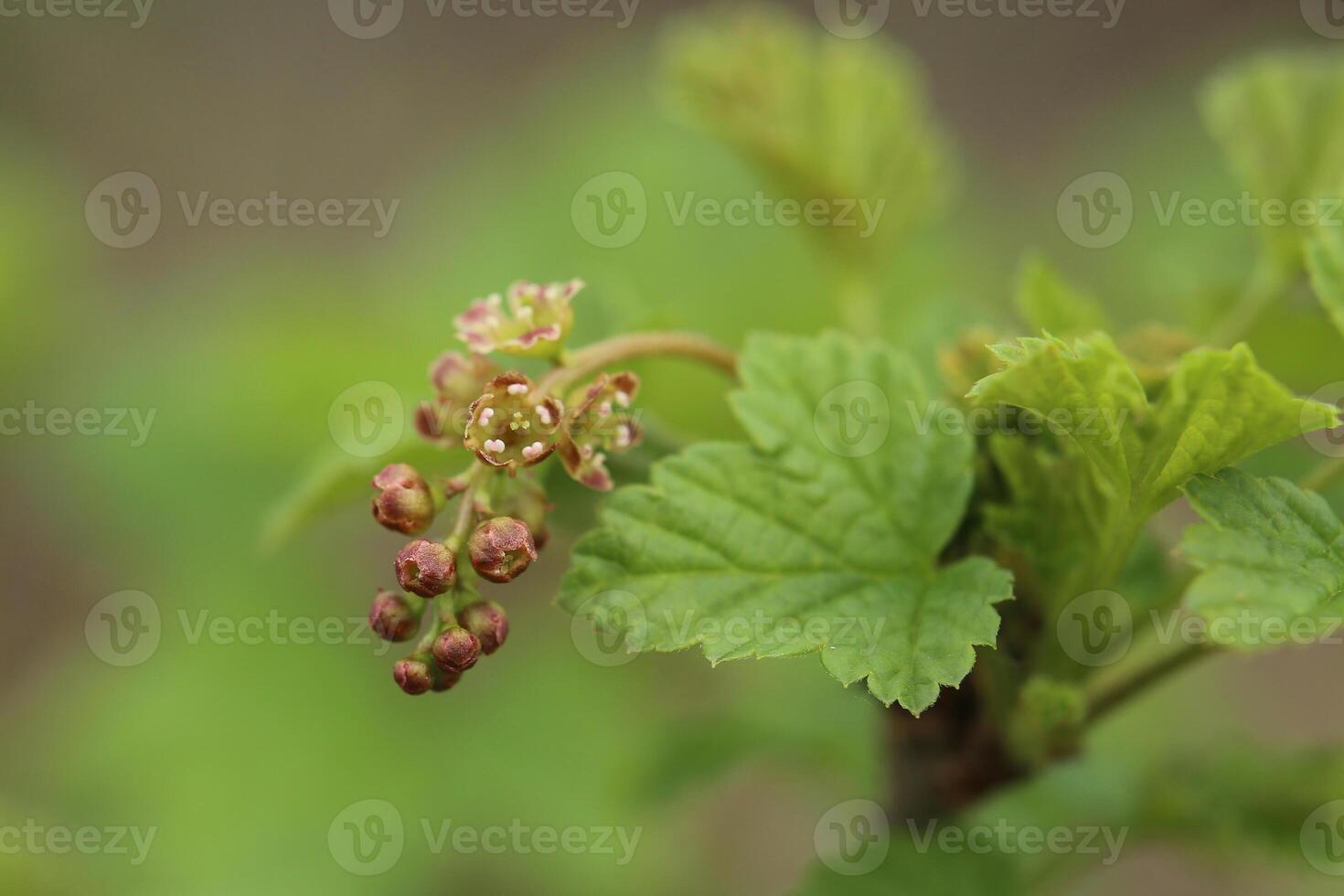 Ribes spicatum, a species of currants, with flowers photo