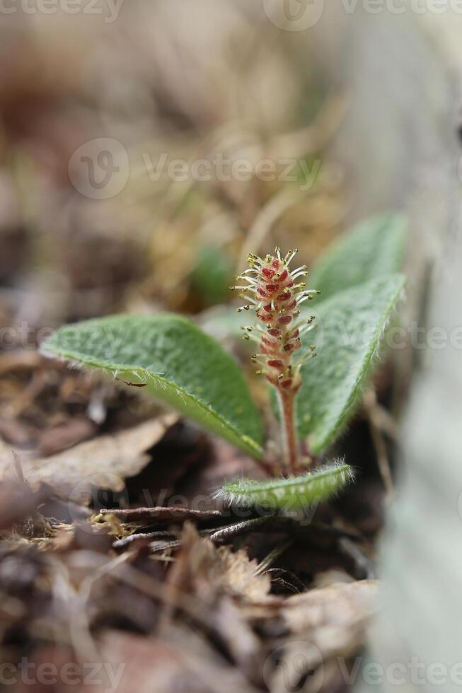 Salix reticulata, the net-leaved willow, with flower photo