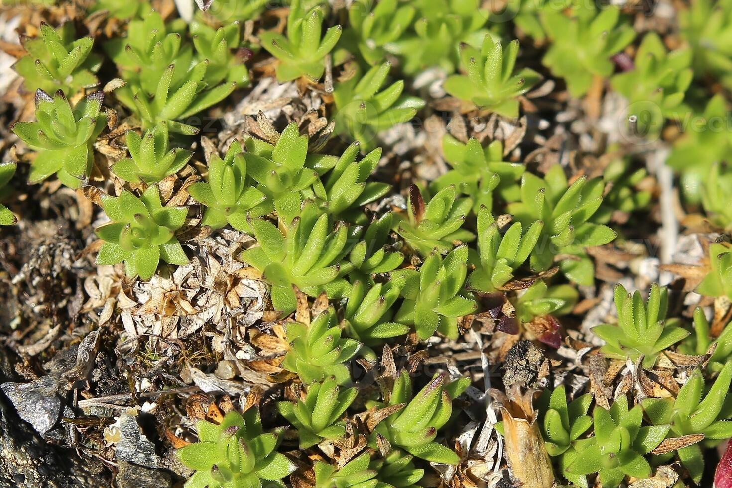 Macro of Silene acaulis, the cushion pink photo