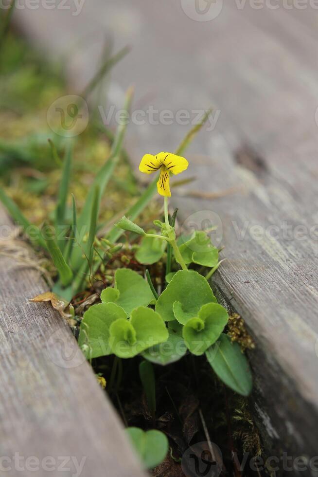 Flowering viola biflora, the arctic yellow violet photo