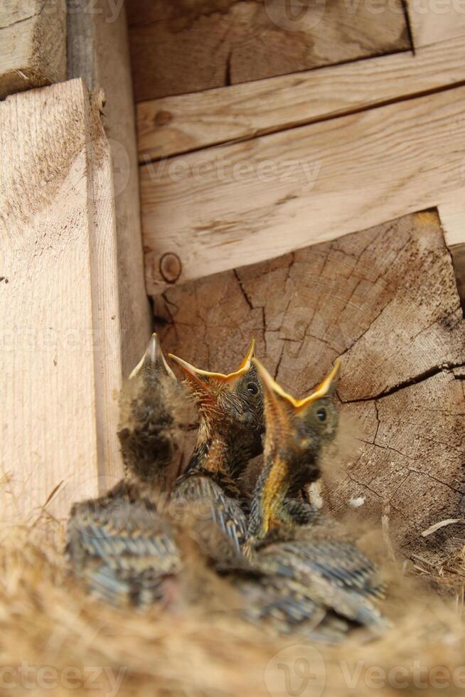 Four young chicks of Eurasian Jay Garrulus glandarius photo