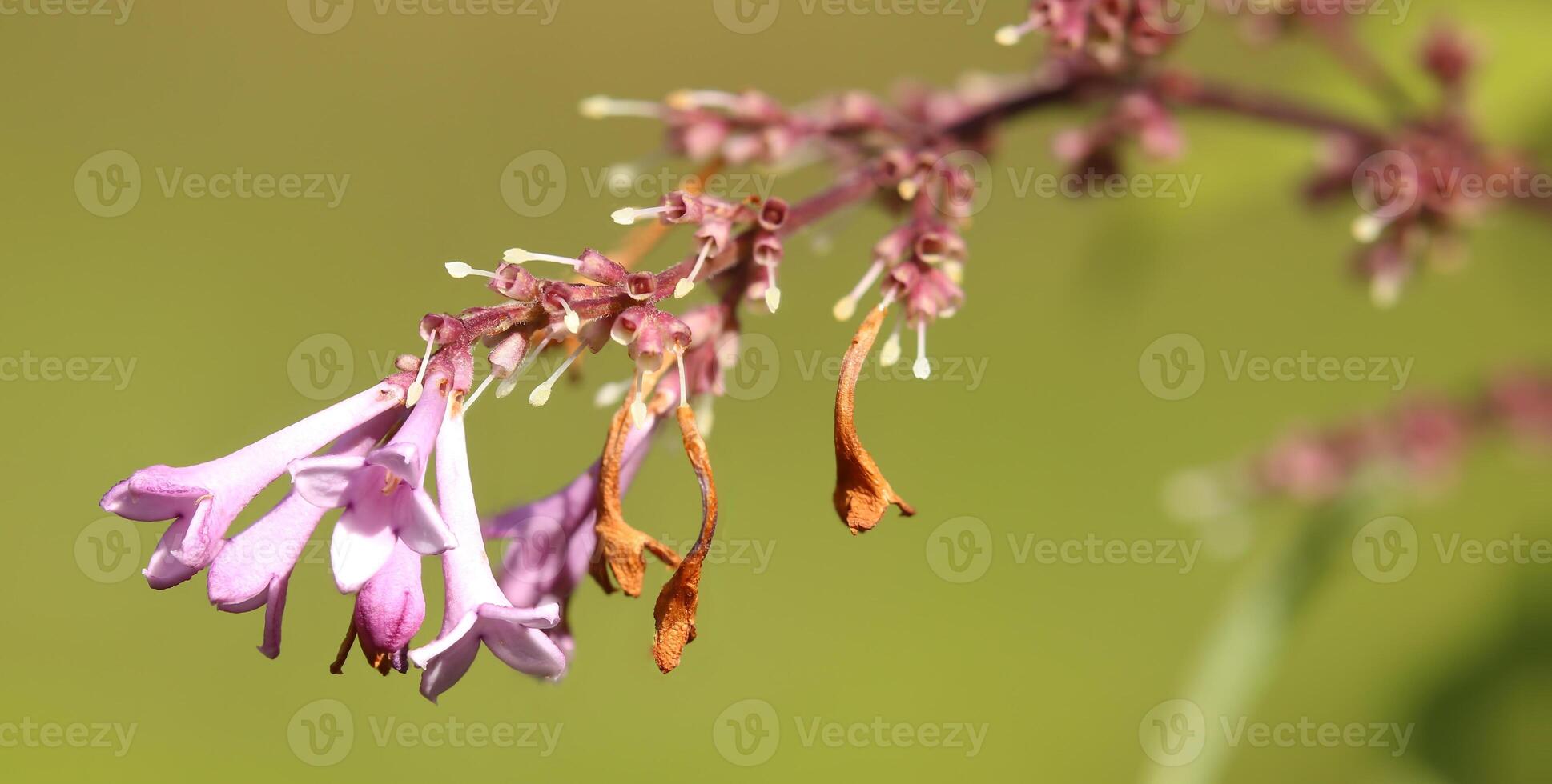 Macro shot of withering blossoms of Syringa josikaea, the Hungarian lilac photo