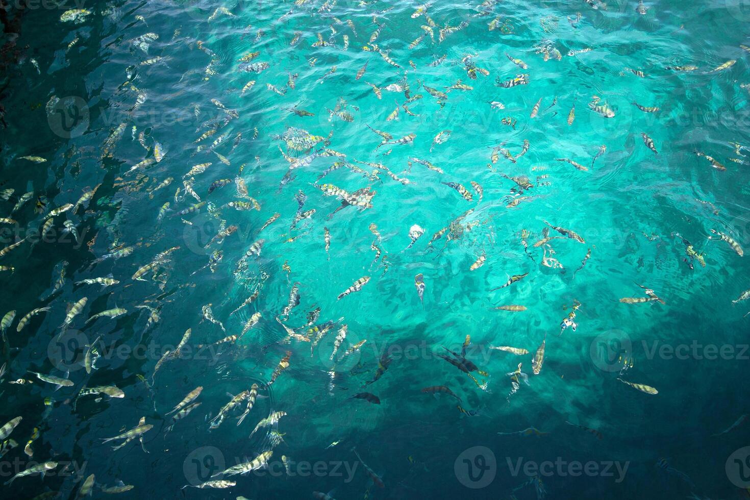 A large group of fish swimming in the water photo