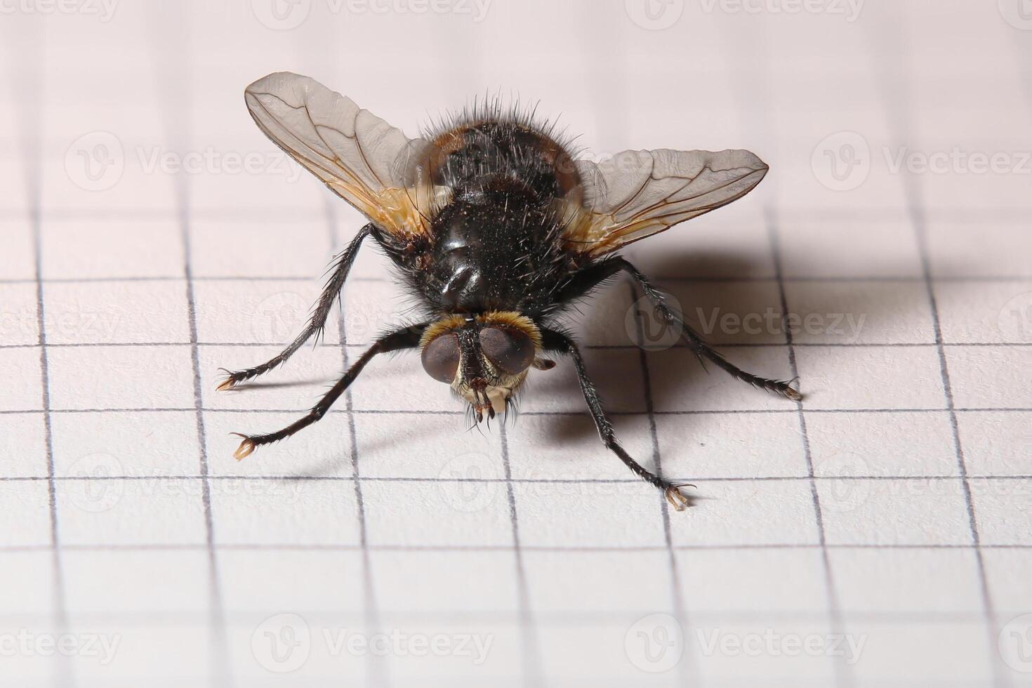 Macro shot of a fly from the family tachinidae photo