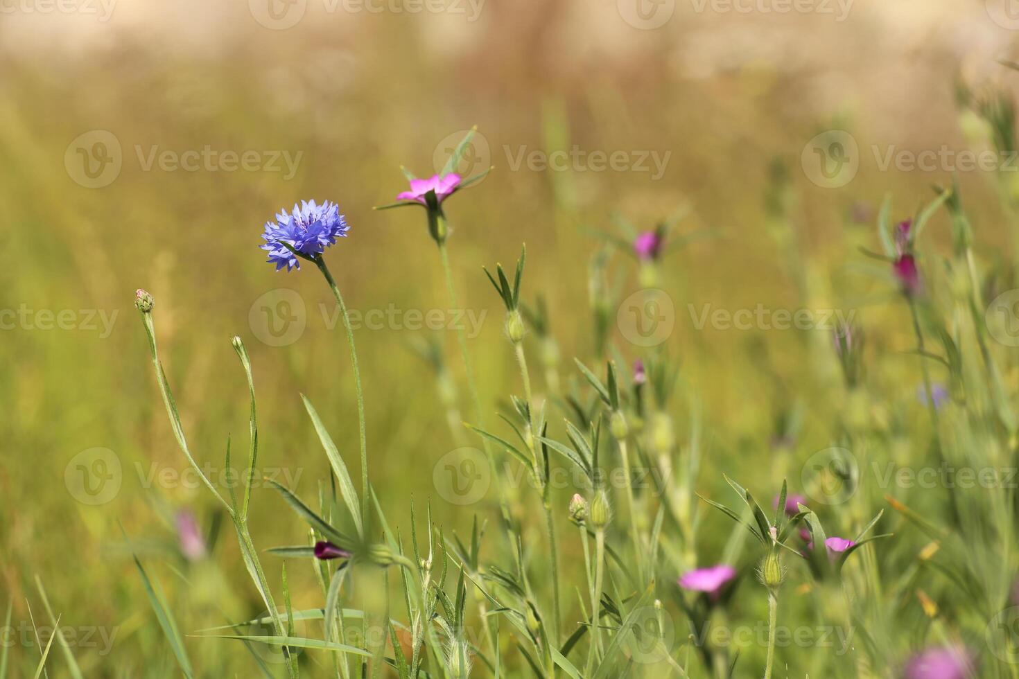 Wildflower meadow with corncockle Agrostemma githago and cornflower Centaurea cyanus photo