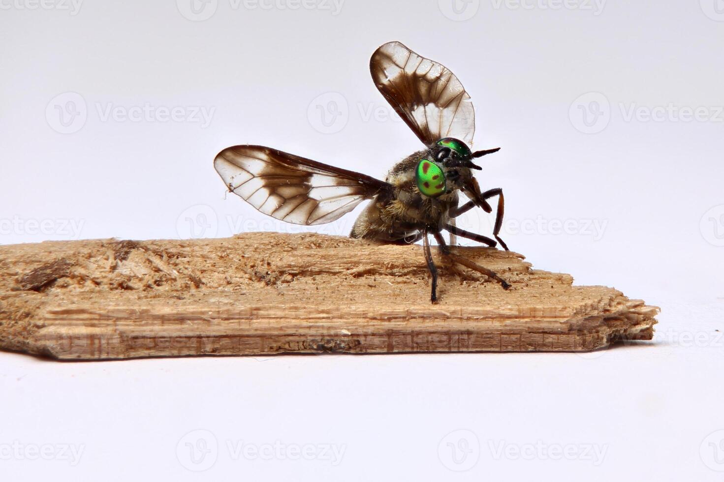 Twin-lobed deerfly Chrysops relictus with spread wings on a piece of wood photo