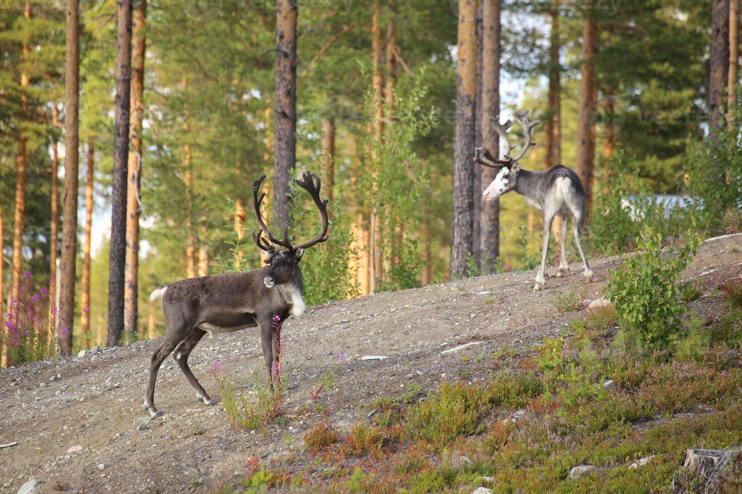 A couple of reindeer on gravel road on Northern Sweden photo