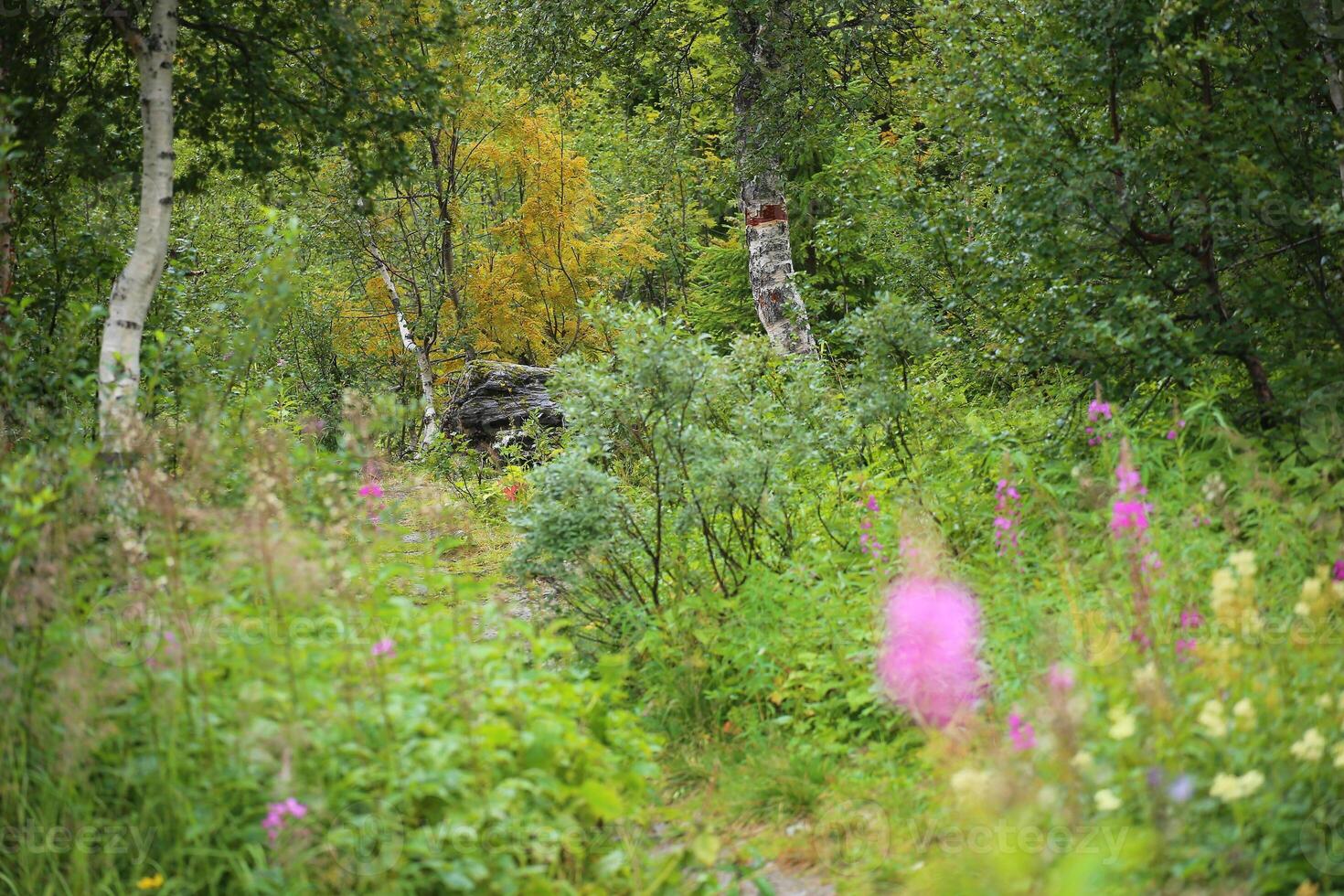 Dense vegetation near Gaustafallet waterfall in Jamtland, Sweden photo