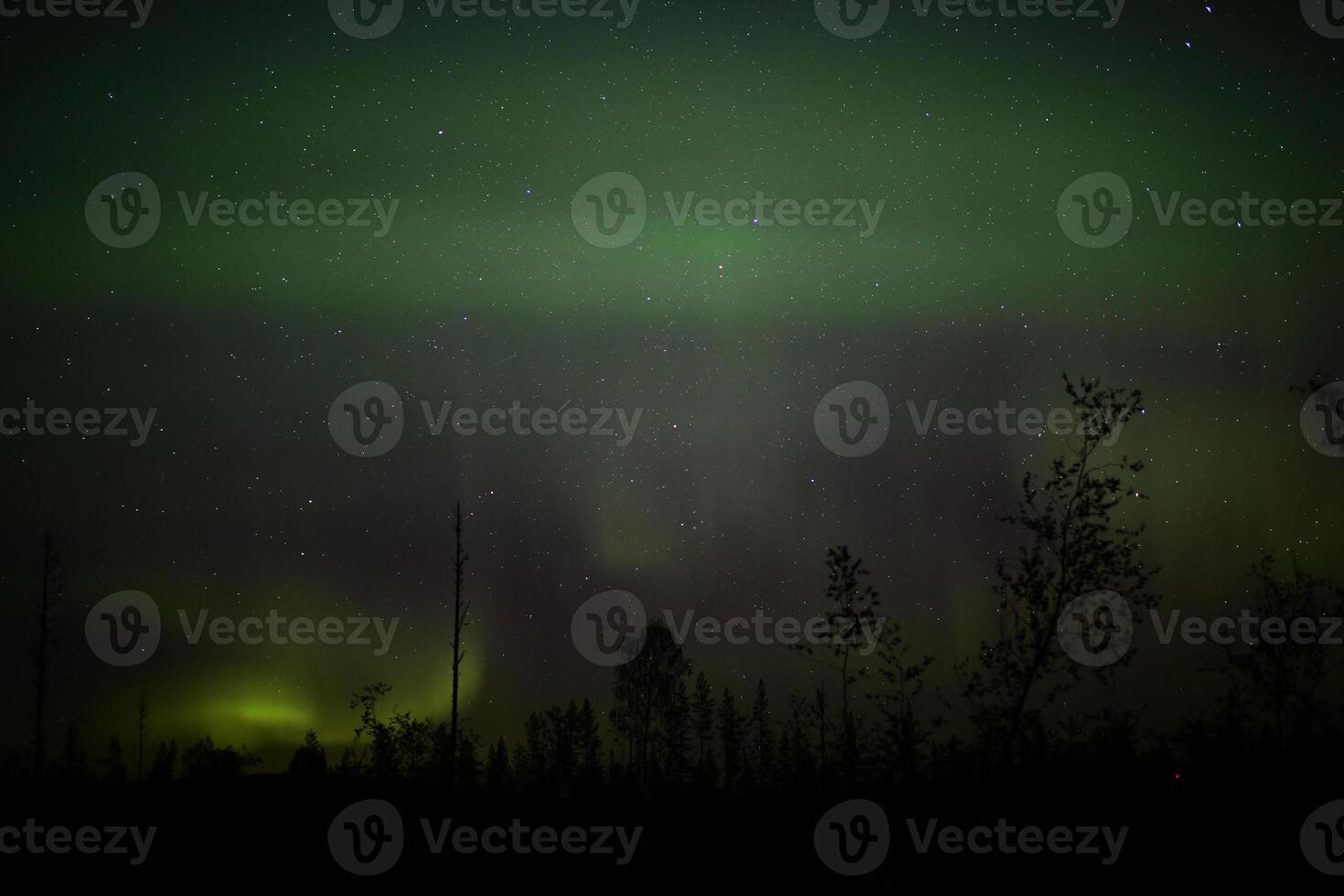 Northern lights over forestscape in the night photo