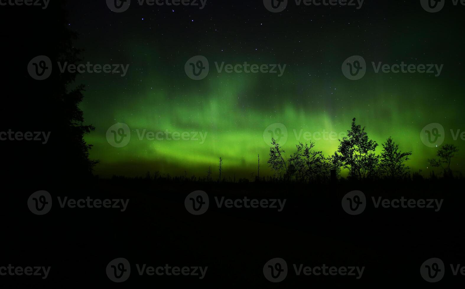 Northern lights over forestscape in the night photo