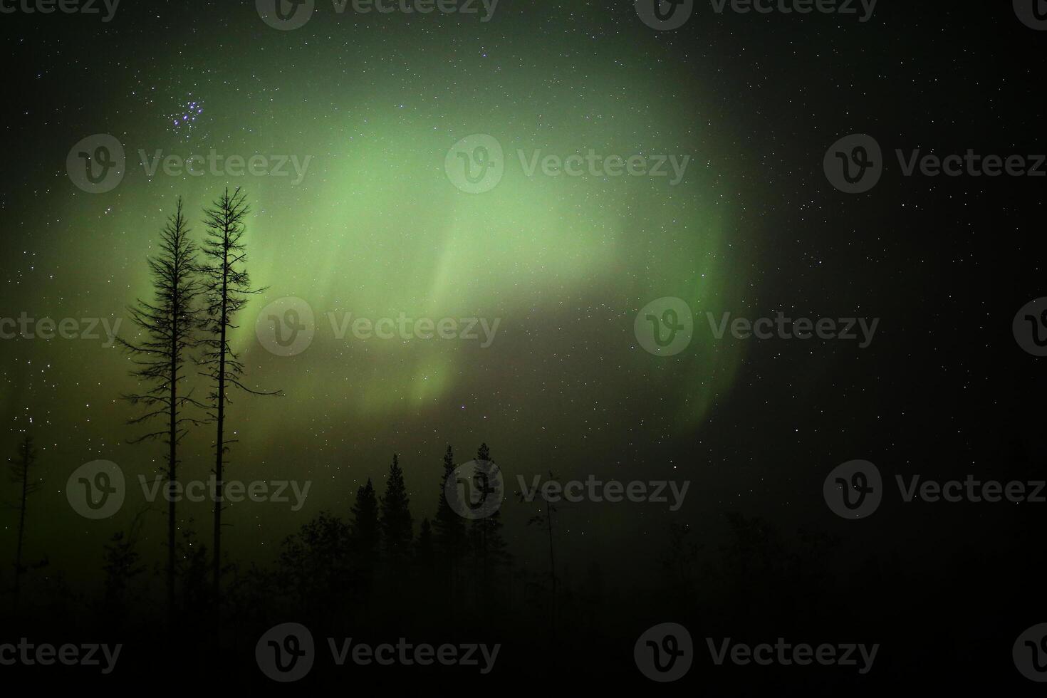 Northern lights over forestscape and dead trees in the night photo