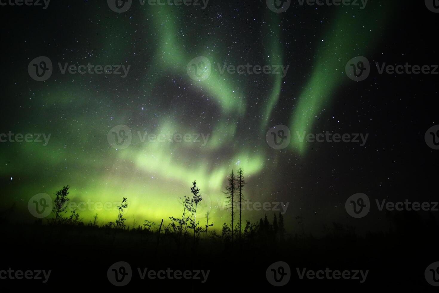 Northern lights over forestscape and dead trees in the night photo